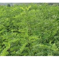 刺槐的價(jià)格，刺槐的規(guī)格，刺槐的嫁接，刺槐的種植