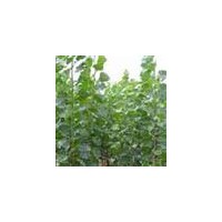 供應(yīng)白皮松，油松，側(cè)柏，五角楓，速生楊，