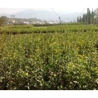 兩年生綠化苗木桂花