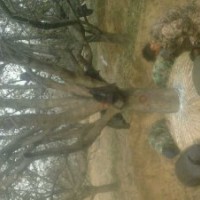 八棱海棠樹(shù)，各種苗木