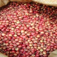 甜茶果/甜茶種子/甜茶小苗價格