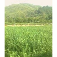 常年供應(yīng)各種規(guī)格紅豆杉