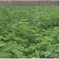 國槐苗 、冬青苗/白皮松、油松、刺槐苗