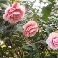 苗木批發(fā) 苗木供應(yīng)