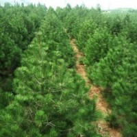 國槐 皂角 柳樹 白皮松