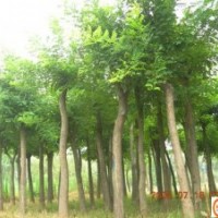 緊急出售大6-8公分國槐