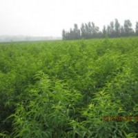 供紅葉碧桃0.7以上原圃高度1.2米以上