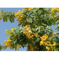 黃花槐小苗批發(fā)