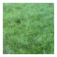 油松/白皮松/華山松/國槐/側(cè)柏/五角楓