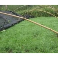 國槐苗、冬青苗、側(cè)柏苗、木瓜苗、白皮松苗