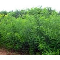 國槐苗1-2年生國槐苗山西國槐小苗國槐種籽