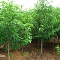 樂昌含笑小苗批發(fā)