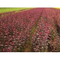 出售俄羅斯紅葉李