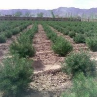 白皮松小苗 華山松小苗 側(cè)柏小苗 油松小苗