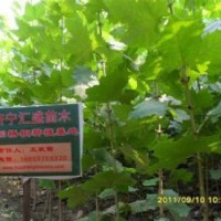 處理河南法桐苗速生法桐小苗