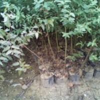 供應(yīng)鄧恩桉,桉樹大苗，高1米5以上，地徑0.6以上