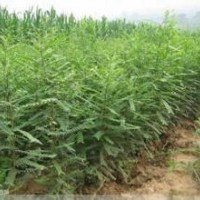 出售山西1-2年生皂角苗、優(yōu)惠價格供應(yīng)