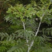 食茱萸（鳥不踏，紅骨刺楤，紅楤木）小苗出售