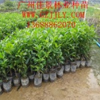 和順樹(shù)營(yíng)養(yǎng)苗和順樹(shù)種子供應(yīng)和順樹(shù)價(jià)格優(yōu)惠