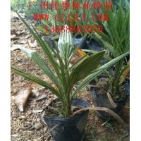 中東海棗營養(yǎng)苗供應(yīng)商供應(yīng)中東海棗小袋苗大量供應(yīng)、價(jià)格