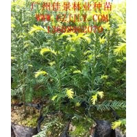 紅豆杉種苗紅豆杉營養(yǎng)苗紅豆杉種子，首選廣州佳景林業(yè)種苗苗圃