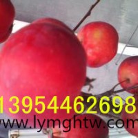 北美之王皇家雨點紅衣主教北美海棠基地