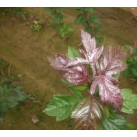 北美海棠：皇家雨點,紅巴倫,紅依主教