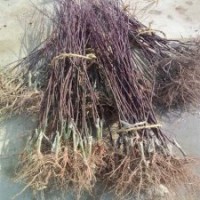 園林彩葉專用苗紅楓嫁接紅楓樹苗1米高紅楓小苗量大包郵