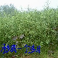 江蘇徐州供應優(yōu)質竹柳苗楊樹苗