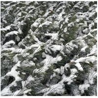 供應(yīng)1-3年小苗雪松