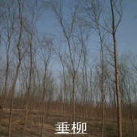 供應(yīng)欒樹苗