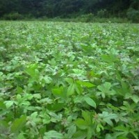 供楓香木荷榿木檫木濕地松杉木杜英香樟池杉水杉桂花羅漢松紅豆杉