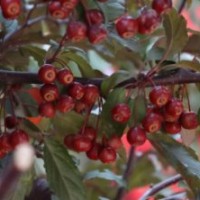 北美海棠 王族海棠 紫葉海棠