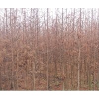 供應(yīng)水杉樹苗（一年苗）包上車