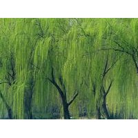 金絲垂柳 金絲柳 垂柳 旱柳 漳河柳 速生柳