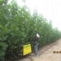 出售苗木，法桐，白蠟，國槐，柏欒