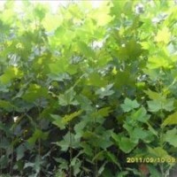 大量供應(yīng)法桐苗 白蠟苗 國(guó)槐苗15166722253