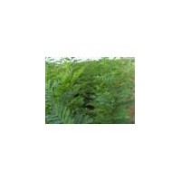 國(guó)槐苗 花椒苗 皂角苗 刺槐苗