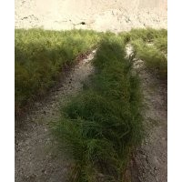 出售岷江柏樹(shù)小苗，苗高50cm-150cm