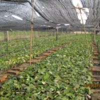 供應(yīng)美國(guó)紅楓——秋日夢(mèng)幻