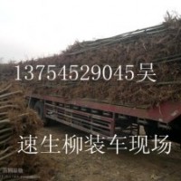 速生柳，速生柳小苗，2-10公分速生柳