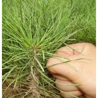 供應(yīng)核桃苗 國槐 國槐籽 白皮松籽 花椒苗 皂角 核桃苗,白皮松,國