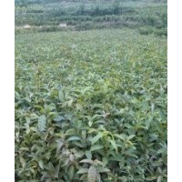 供應(yīng)大葉女貞苗 重陽(yáng)木苗 黃葛樹苗