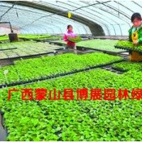 秋楓、桂花、木棉