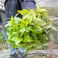 桂花種苗種籽、香樟種苗（小葉、中葉、大葉），天竺桂苗