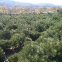 供應(yīng)白皮松 白皮松占地苗 白皮松工程苗