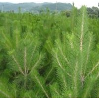 50-1米核桃苗 桃樹(shù)小苗1000萬(wàn)株 1-8公分蘋(píng)果樹(shù) 1-15公分山楂樹(shù) 1