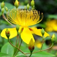 低價(jià)供應(yīng) 金絲桃 土連翹,藤黃科金絲桃屬植物,多年生