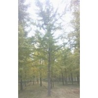 本基地常年供應(yīng)2-80公分實(shí)生銀杏樹