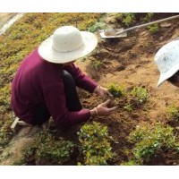 甜茶小水苗（全國）